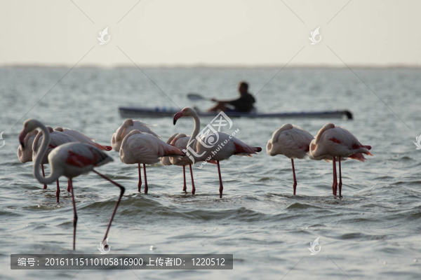 大火烈鳥在皮劃艇男子面前，大海在納米比亞海岸