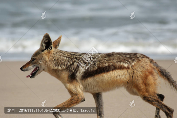 黑背豺（犬mesomelas）在納米比亞海灘