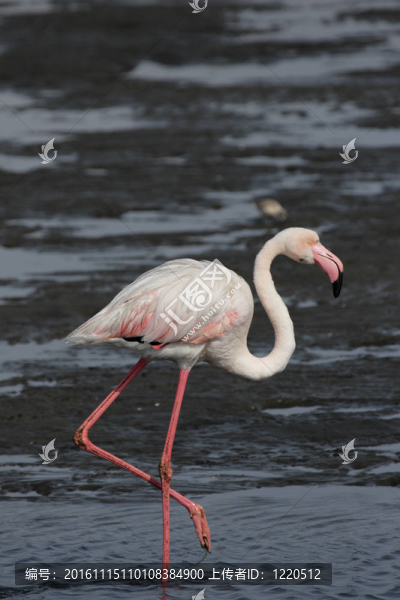 大紅鸛（Phoenicopterus,ruber）在納米比亞