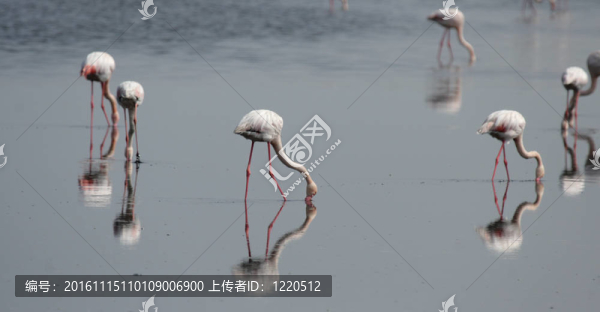 大火烈鳥（Phoenicopterus,ruber）尋找食物在淺水在納米比亞海岸