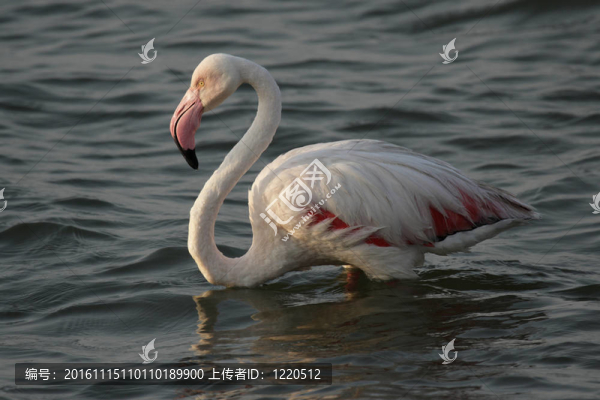 大紅鸛（Phoenicopterus,ruber）趟過水