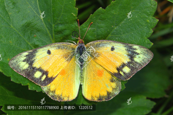 橙白蝴蝶（Colias,eurytheme）