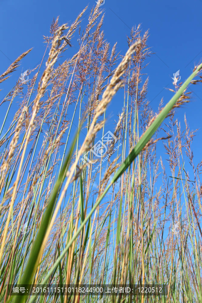 nachusa草原-伊利諾斯