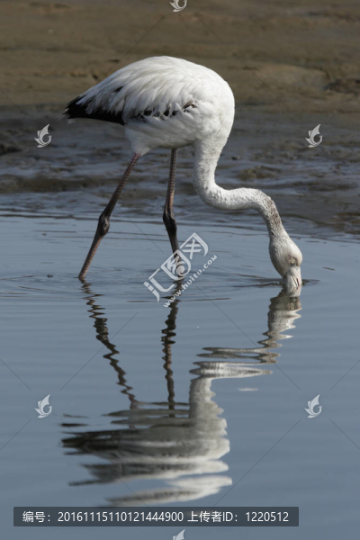 少年大紅鸛（Phoenicopterus,ruber）尋找食物在納米比亞海岸