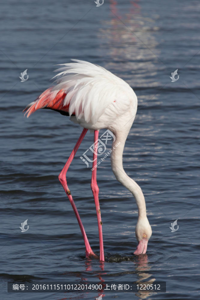 大紅鸛（Phoenicopterus,ruber）尋找食物在淺水在納米比亞海岸