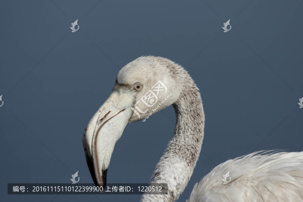 靠近一個(gè)少年大紅鸛（Phoenicopterus,ruber）