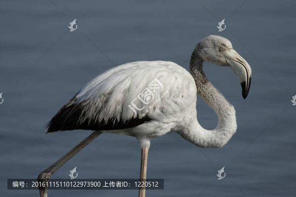 少年大紅鸛（Phoenicopterus,ruber）在納米比亞