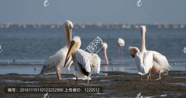 大白鵜鶘（Pelecanus,onocrotalus）在納米比亞海岸