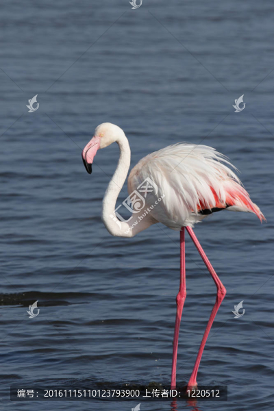 大紅鸛（Phoenicopterus,ruber）站在納米比亞海岸淺水