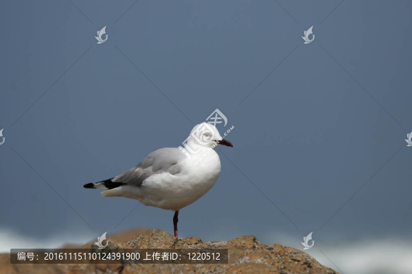 Hartlaub的鷗（Larus,hartlaubii）單腿站立