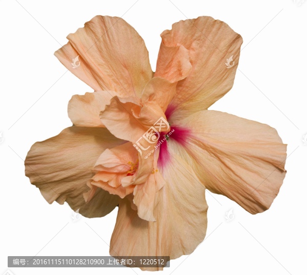 橙色的雙芙蓉花
