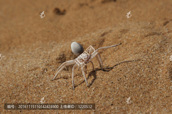 Golden,Cartwheeling,Spider（Carparachne,aureoflava）