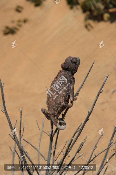 Namaqua,Chameleon（學(xué)名：草）在納米布沙漠