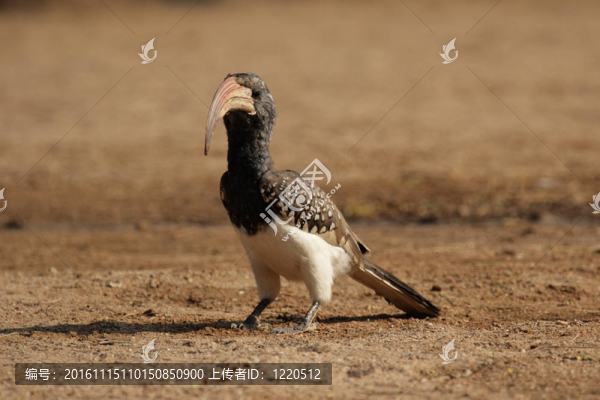 Monteiro,s,Hornbill（紅嘴monteiri）坐在地上