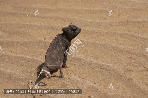 Namaqua,Chameleon（學(xué)名：草）在納米布沙漠
