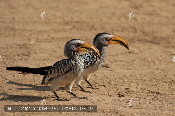 兩黃嘴犀鳥（Tockus,leucomelas）坐在地上