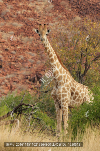 Giraffe（長頸鹿）在達馬拉蘭北部的納米比亞。