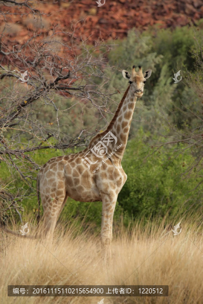 Giraffe（長(zhǎng)頸鹿）在納米比亞北部。