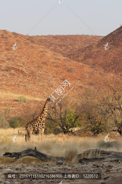 Giraffe（長頸鹿）在達馬拉蘭北部的納米比亞。