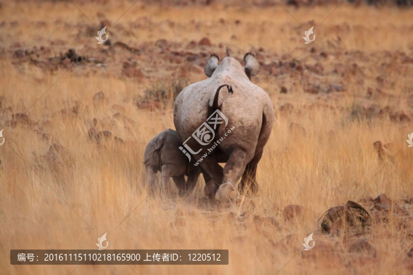 勾唇犀（Diceros,bicornis）也被稱為黑犀牛和她的孩子。從納米比亞北部的達馬拉蘭沙漠中難