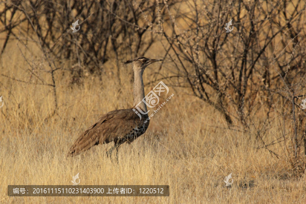 Kori,Bustard（Ardeotis,kori）在埃托沙國家公園；納米比亞