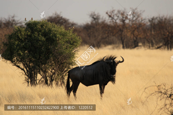 在埃托沙國家公園的藍(lán)角馬；納米比亞