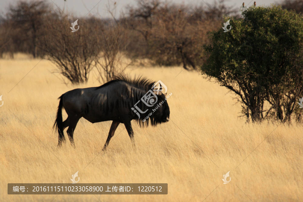 藍(lán)牛羚（Connochaetes,taurinus）在埃托沙國家公園；納米比亞