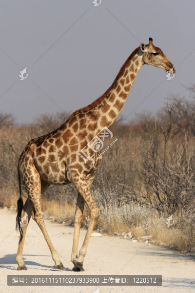 Giraffe（長頸鹿）在埃托沙國家公園；納米比亞