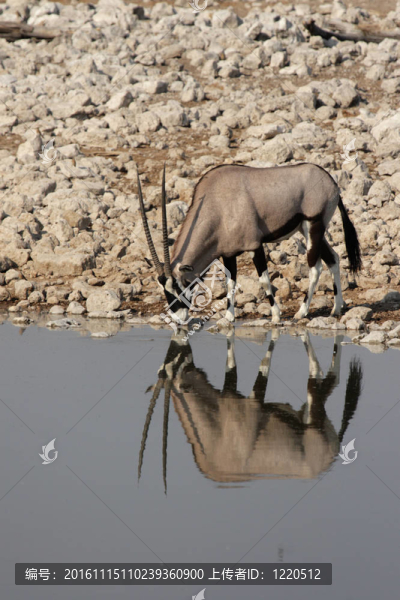 大羚羊（Oryx,gazella）在埃托沙國家公園一處；納米比亞