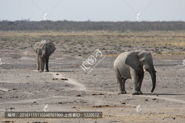 大象（Loxodonta,AFRICANA）在埃托沙國家公園；納米比亞