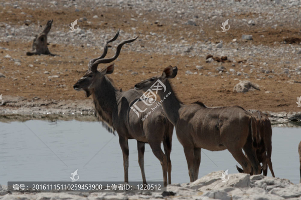 更大的圣靈（Tragelaphus,strepsiceros）在埃托沙國(guó)家公園；納米比亞