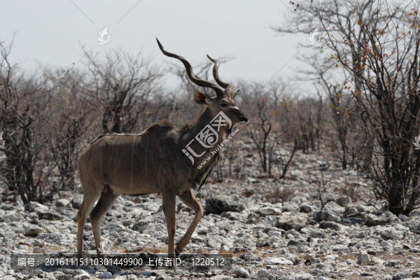 Greater,Kudu（Tragelaphus,strepsiceros）在埃托沙國家公園；納米比