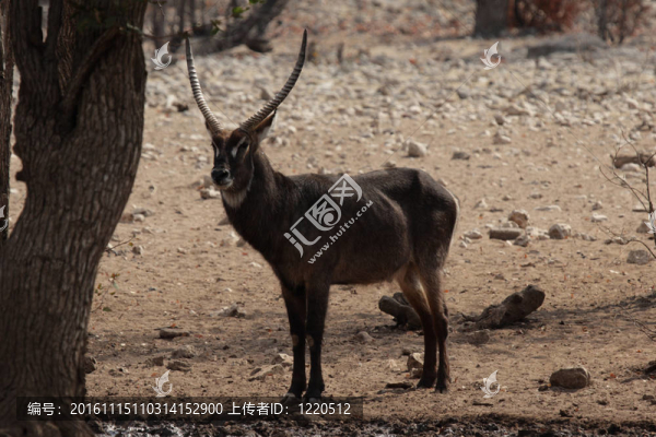 水羚（水羚）在納米比亞埃托沙；