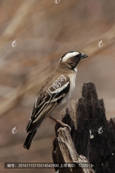 白眉雀韋弗（Plocepasser,mahali）在埃托沙國家公園；納米比亞