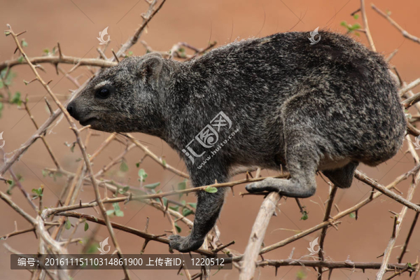 巖蹄兔（Procavia鶚）在埃托沙國家公園；納米比亞