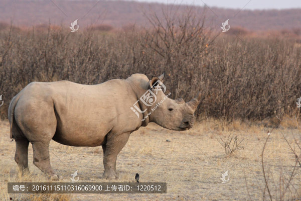 廣場邊的犀牛（Ceratotherium,simum）在埃托沙國家公園；納米比亞