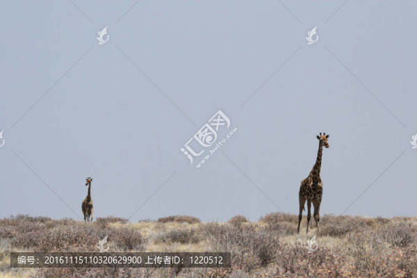 在埃托沙國(guó)家公園納米比亞的長(zhǎng)頸鹿；