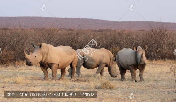 廣場邊的犀牛（Ceratotherium,simum）在埃托沙國家公園；納米比亞