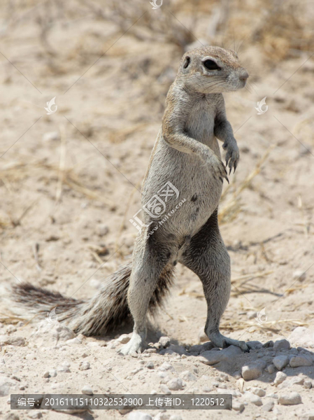 南部非洲地松鼠（Xerus,inauris）在埃托沙國家公園；納米比亞