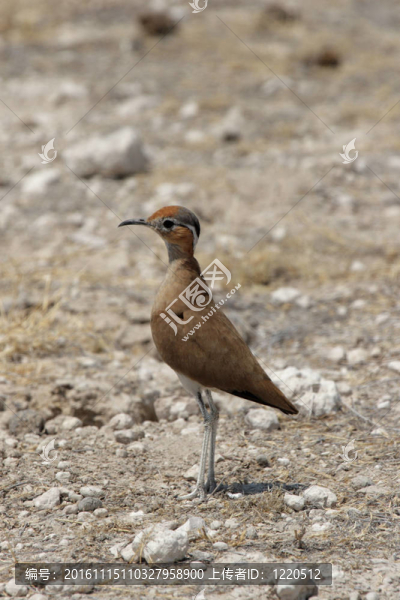 Burchell,s,Courser（Cursorius,rufus）在埃托沙國家公園；納米比亞