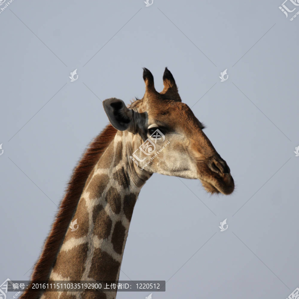 長(zhǎng)頸鹿的畫像（長(zhǎng)頸鹿camelopardis）