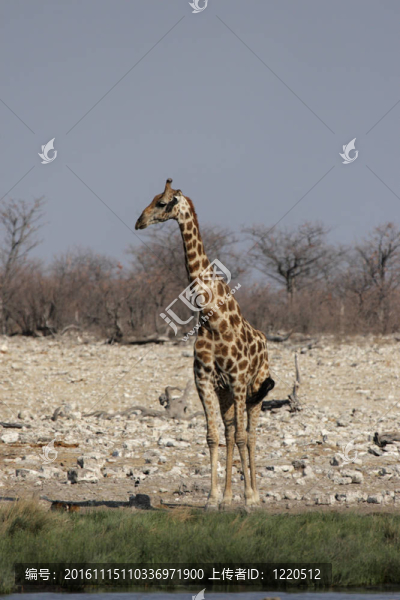 Giraffe（長頸鹿）在埃托沙國家公園的一處；納米比亞