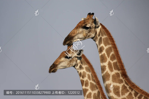 在埃托沙國家公園的兩個長頸鹿；納米比亞