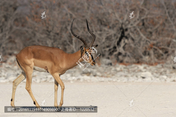 黑面黑斑羚（Aepyceros,melampus,petersi）在埃托沙國家公園；納米比亞