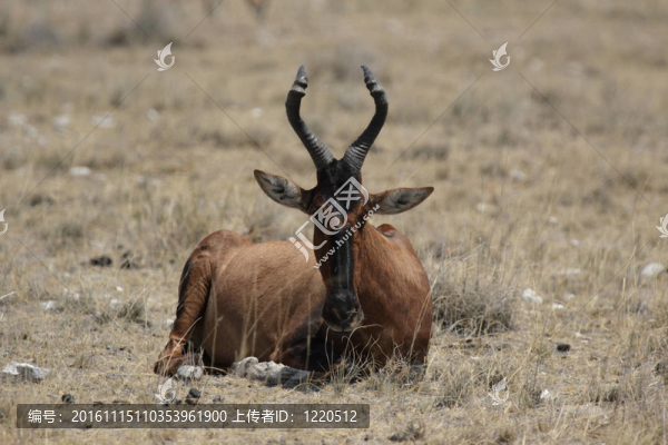 紅麋羚（Alcelaphus,buselaphus）放在埃托沙國家公園的草；納米比亞