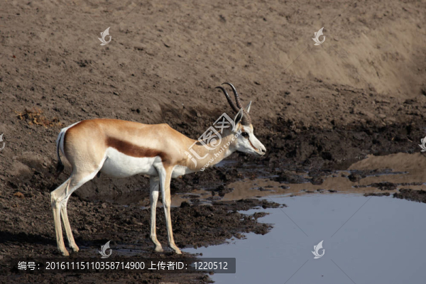在埃托沙國家公園水坑跳羚；納米比亞