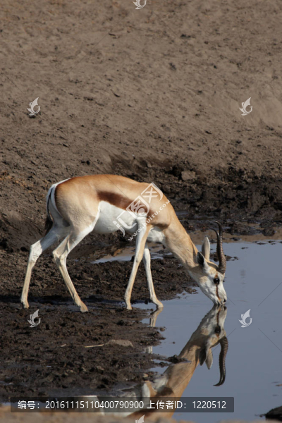 羚（Antidorcas,marsupialis）在埃托沙國家公園的一處；納米比亞