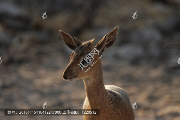Damara,Dikdik（Madoqua,damarensis）；有世界最小的羚羊。在埃托沙國家公