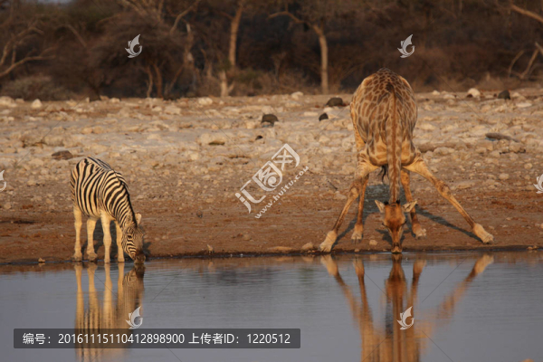 在埃托沙國家公園一處平原斑馬長頸鹿和飲用；納米比亞