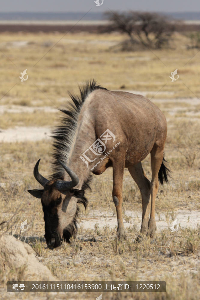 藍(lán)牛羚（Connochaetes,taurinus）在埃托沙國家公園；納米比亞